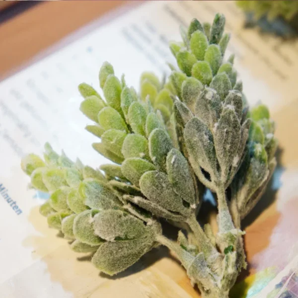 30Pcs/Bundle Fake Green Plant Cheap Artificial Plastic Flowers for Home Table Decorative Wedding Christmas Diy Candy Gift Box - Image 2