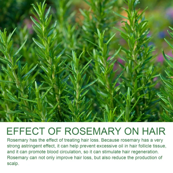 Rosemary Shampoo Anti Hair Loss Fluffy Hair Oil Control Nourish Scalp Repair Dry Frizzy Damaged Hair Strengthening Roots Shampoo - Image 5